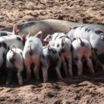 3 Fatos Surpreendentes sobre o Coletivo de Porcos que Você Não Sabia!