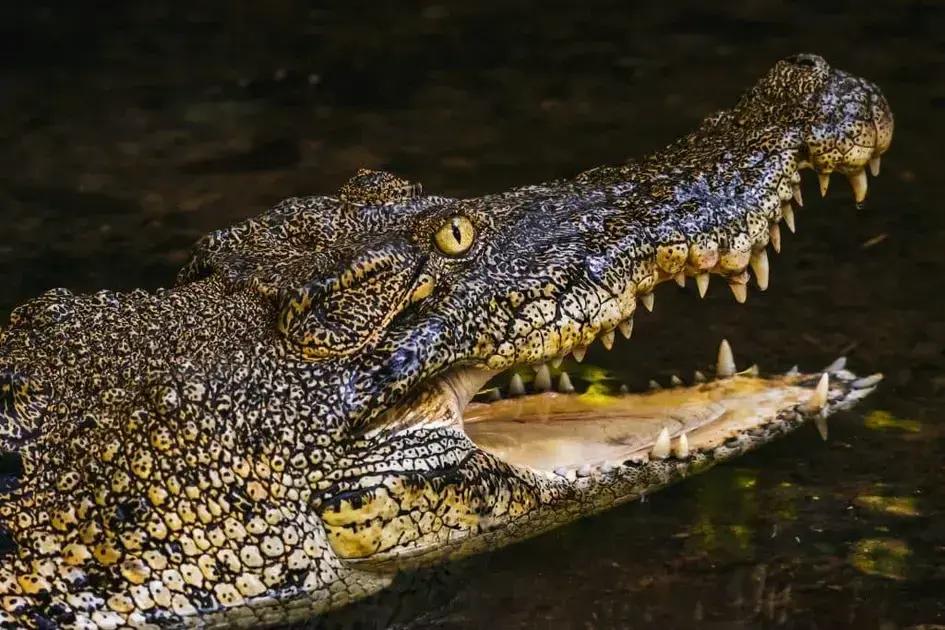 A tragédia do crocodilo que arrastou um caiaque na República Democrática do Congo