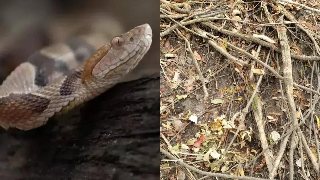 Desafio de encontrar a jiboia-da-areia-do-Quênia nas redes sociais