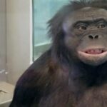Kanzi, o Chimpanzé Gênio que Despertou Nossas Emoções