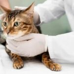 Por que os Gatos ainda são um Mistério para a Ciência?