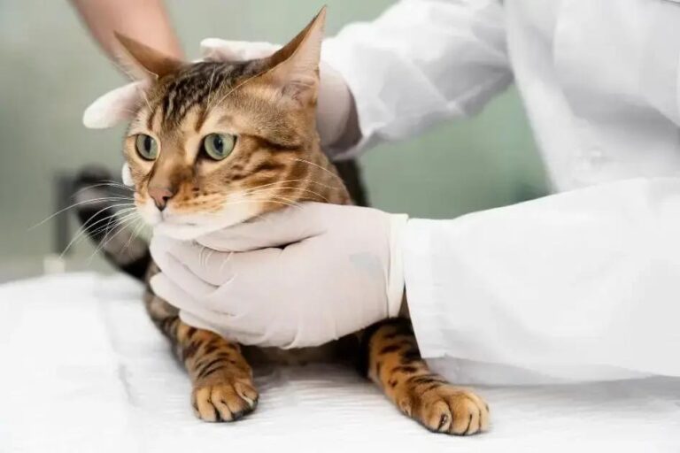 Por que os Gatos ainda são um Mistério para a Ciência?