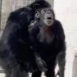 A incrível história de liberdade da chimpanzé Vanilla após 30 anos em cativeiro
