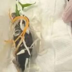 Cliente encontra rato em salada de restaurante japonês em Sydney
