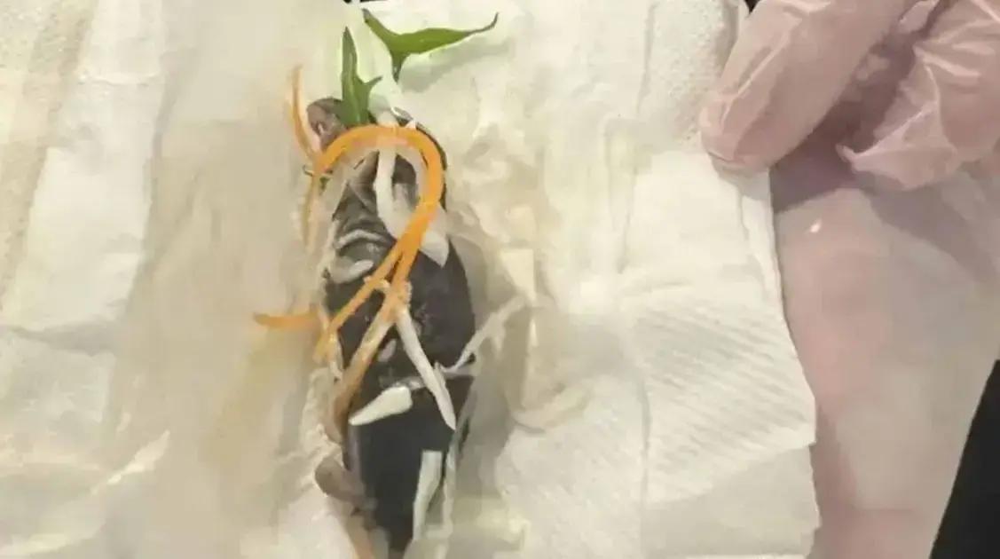 Cliente encontra rato em salada de restaurante japonês em Sydney