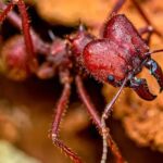 Como as formigas se tornaram as rainhas do planeta e como evitar a invasão em casa
