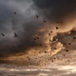 Como os pássaros preveem mudanças climáticas antes de nós