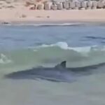 Desaparecimento de banhista em ataque de tubarão em Hadera, Israel