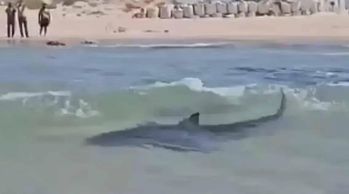 Desaparecimento de banhista em ataque de tubarão em Hadera, Israel