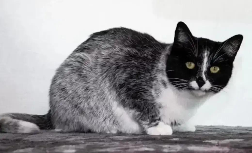 Descoberta de mutação que cria nova cor em gatos nórdicos chama atenção