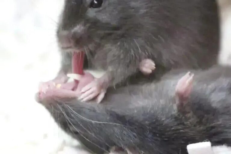Descoberta Incrível: Como Ratos Ajudam seus Amigos Inconscientes