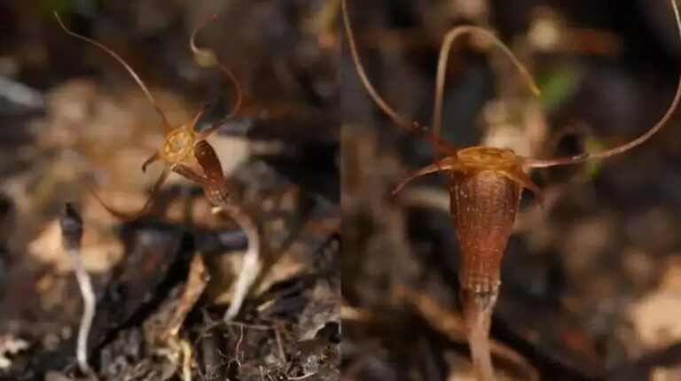Nova planta descoberta que não faz fotossíntese