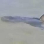 Tragédia em Hadera: tubarão ataca banhista e gera alerta em Israel