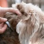 A retirada das coleiras antiparasitárias: o que você precisa saber