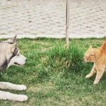 Cães e gatos: a verdade sobre a rivalidade entre esses pets