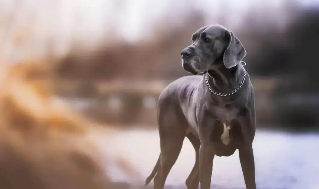 Descubra os 12 Nomes Fortes e Marcantes para Cães