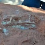 Fósseis de dinossauros podem contribuir para novos tratamentos contra o câncer