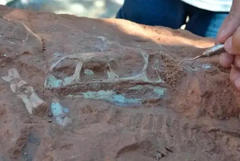 Fósseis de dinossauros podem contribuir para novos tratamentos contra o câncer