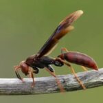 Maribondo ou marimbondo: qual é a forma correta?