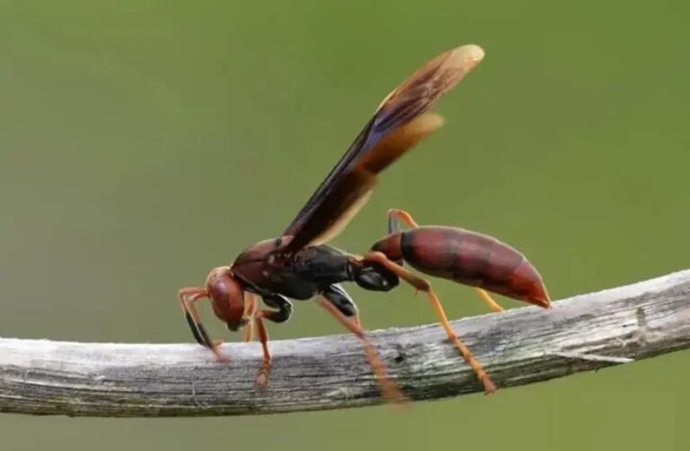 Maribondo ou marimbondo: qual é a forma correta?