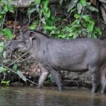 O reencontro da anta-sul-americana: uma nova esperança para a Mata Atlântica