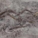 Os Impactos Desconhecidos das Âncoras nos Oceanos