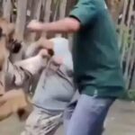 Turista indiano ataca tigre ao tentar tirar selfie na Tailândia