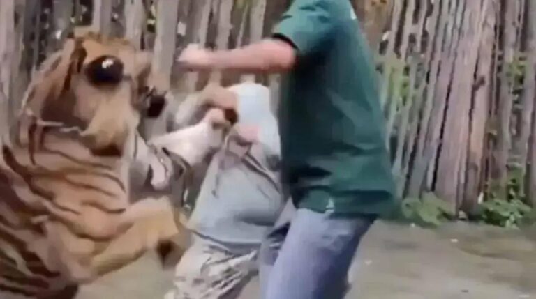 Turista indiano ataca tigre ao tentar tirar selfie na Tailândia